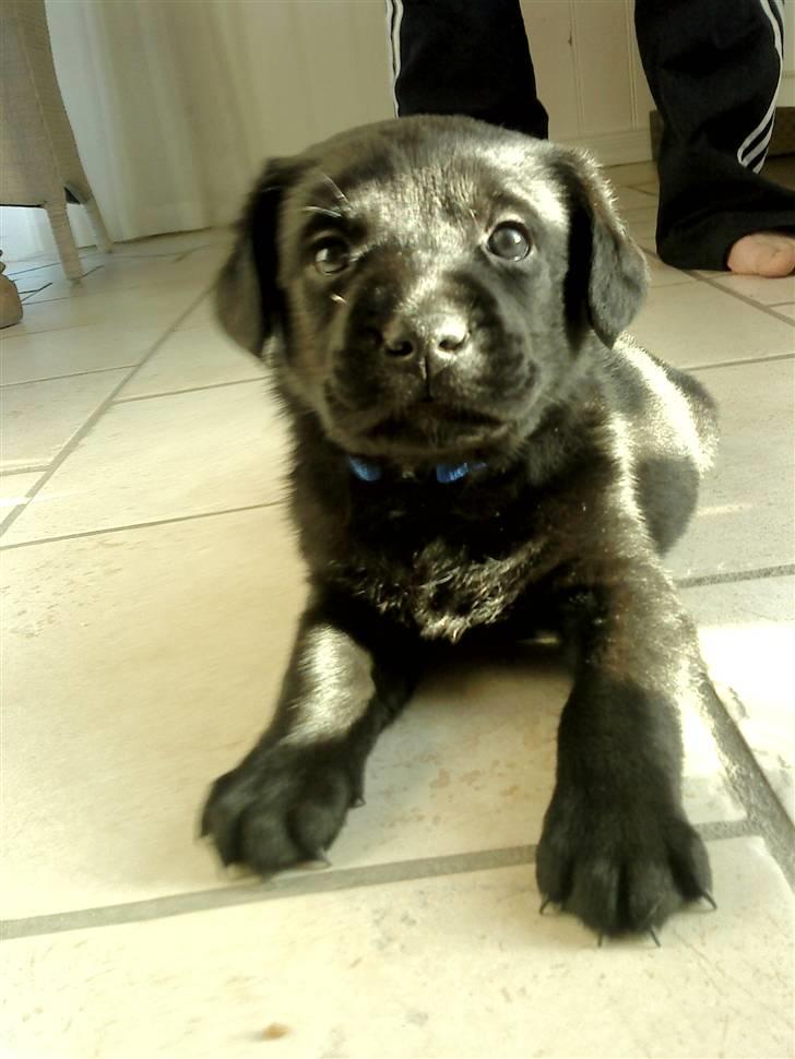 Labrador retriever Basse - .her er en hvalp:) billede 4