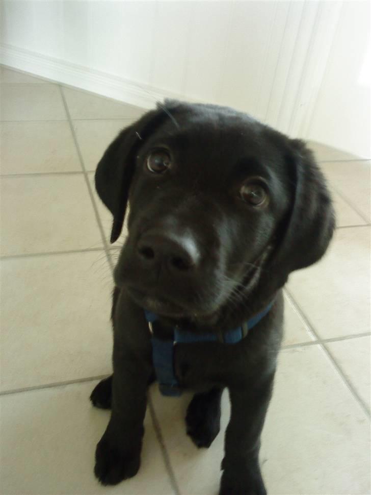 Labrador retriever Basse - .her er en hvalp;-) billede 5