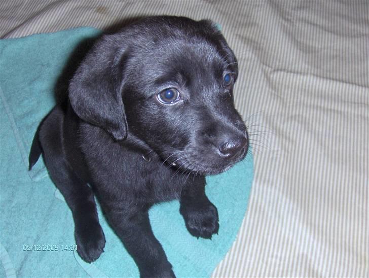 Labrador retriever Basse - .her er en hvalp:-) billede 6