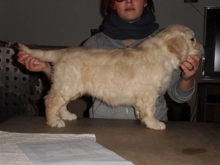 Golden retriever Woodstar Beeca - Velkommen til Beeca´s profil billede 1