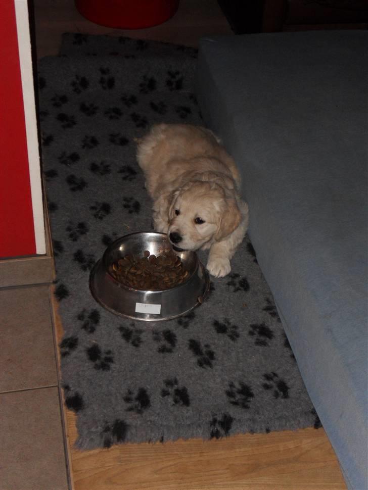 Golden retriever Woodstar Beeca - doven er man vil nogen gange (: billede 3