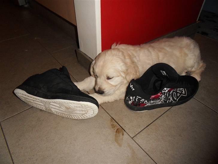 Golden retriever Woodstar Beeca - Godt at sove ved Jesper´s sko billede 4