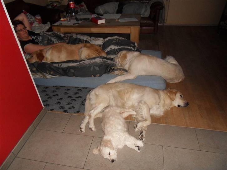 Golden retriever Woodstar Beeca - Alle fire hunde, hygge i stuen billede 5