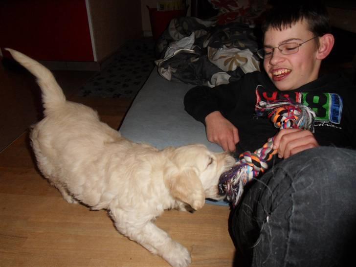 Golden retriever Woodstar Beeca - Nyt legetøj og Nicolai leger med Beeca billede 6