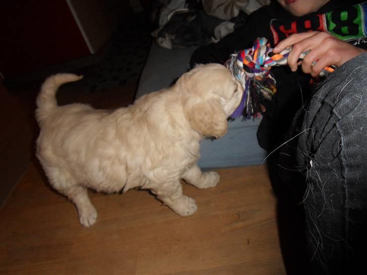 Golden retriever Woodstar Beeca - Nyt legetøj og Nicolai leger med Beeca billede 7