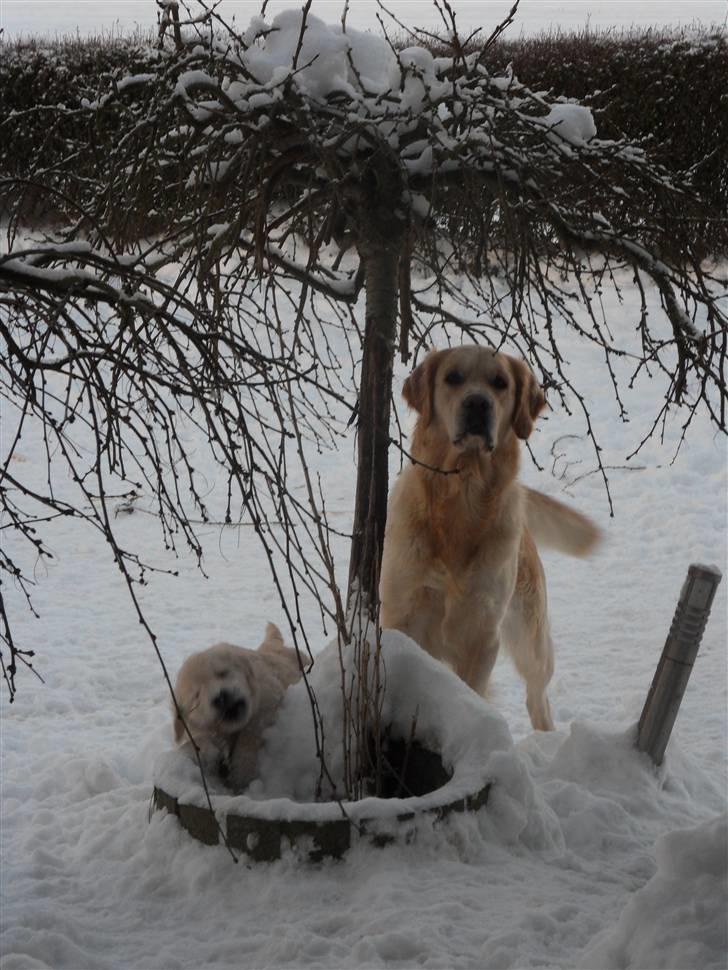 Golden retriever Woodstar Beeca - Beeca og Jazmin i haven billede 8