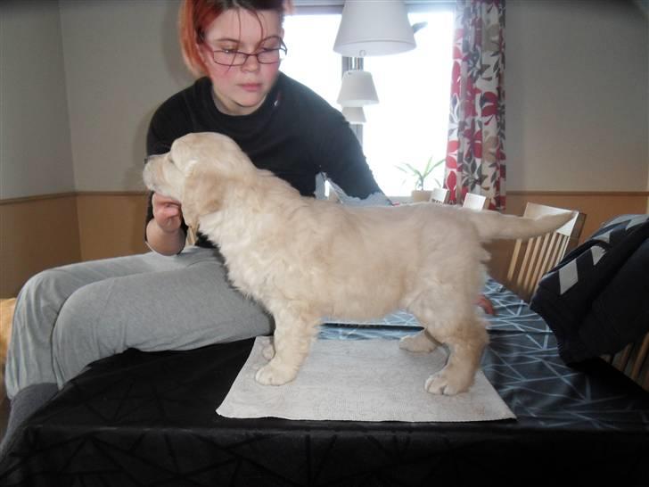 Golden retriever Woodstar Beeca - Der skal også være tid til at træne nogen gange ? billede 9