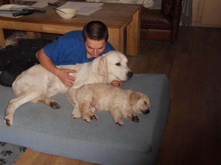 Golden retriever Woodstar Beeca - Jesper og Jello og Beeca der ligger og hygger i stuen billede 10