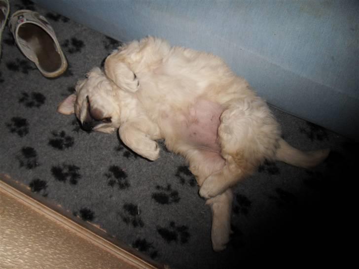 Golden retriever Woodstar Beeca - Hun sover altså meget mærkeligt til tider (: billede 11