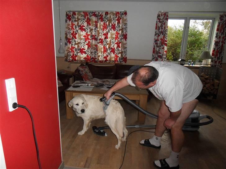 Golden retriever Golden Oggy Jello - støvsuges af Far (Tony) billede 14