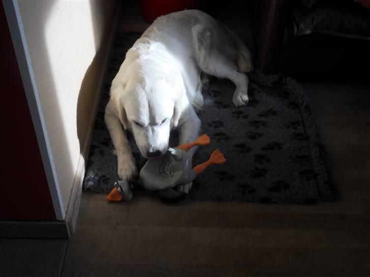 Golden retriever Golden Oggy Jello - En Gæs han fik i et års fødselsdag, af hans søster  billede 15