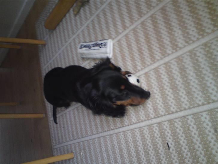 Gravhund Lady Himmelhund  billede 13