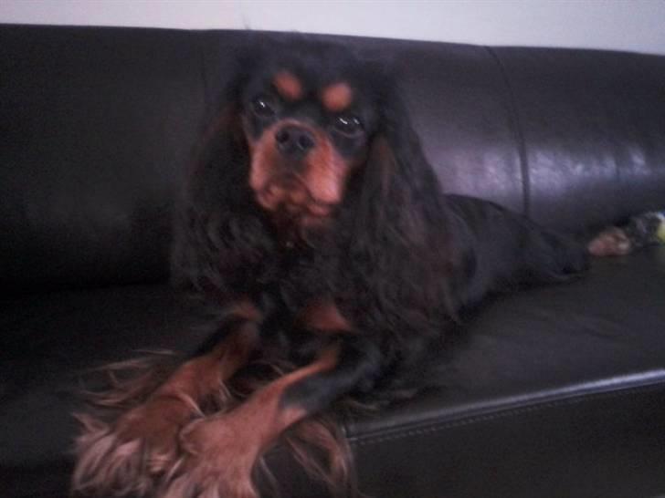 Cavalier king charles spaniel (Souvinier's) Charlie - Flyder på sofaen d. 5/12 2010 billede 10