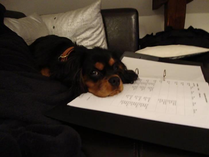 Cavalier king charles spaniel (Souvinier's) Charlie - "Nu gider jeg altså ikke mere lektielæsning for i dag" :) billede 9