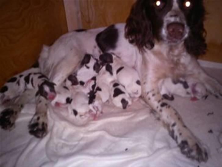 Field Trial spaniel Bine - her er bine med hendes første kuld hvalpe 13 stk blev det til puha men hun klarer det rigtig godt :) billede 1