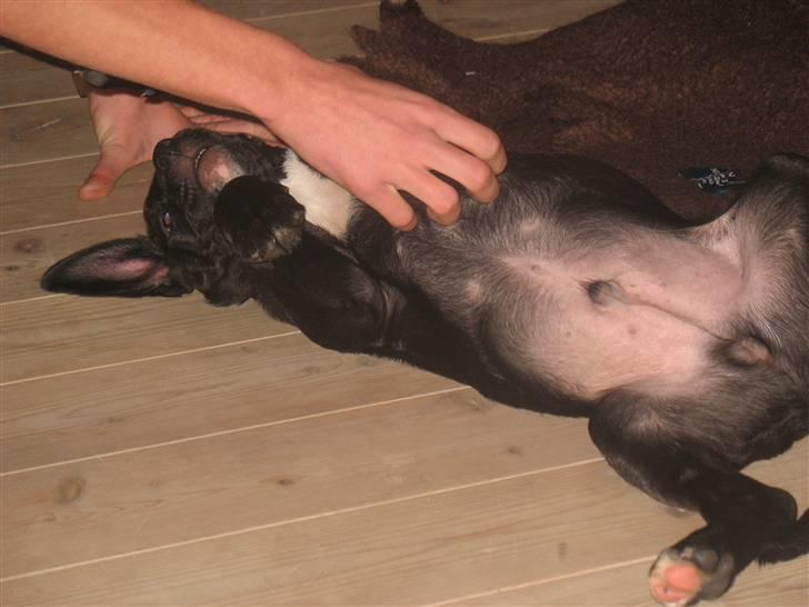 Blanding af racer King - King bliver kløet! billede 1