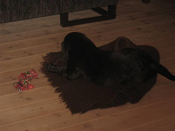 Blanding af racer King - King :) billede 2