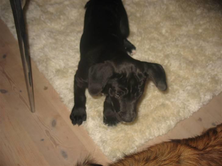 Blanding af racer King - King sød billede 4