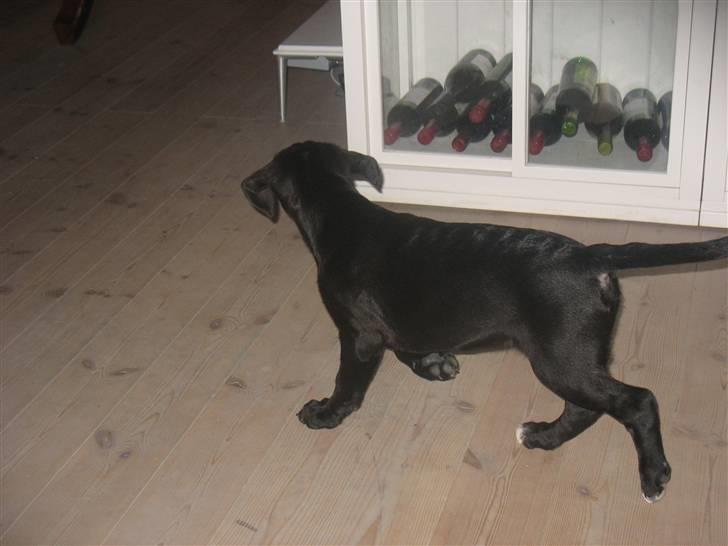 Blanding af racer King - King går billede 5