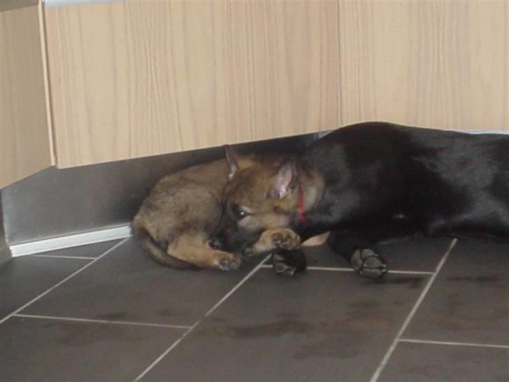 Schæferhund allibinas fancy - Fancy blot 8 uger gammel billede 1