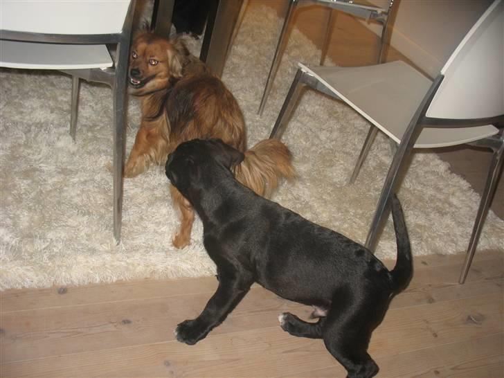 Blanding af racer King - King leger med Kalle billede 6