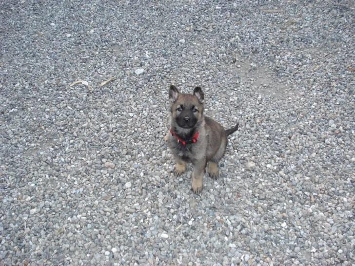 Schæferhund allibinas fancy - Fancy blot 8 uger gammel billede 2
