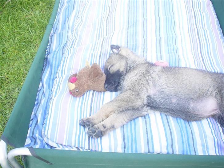 Schæferhund allibinas fancy billede 3