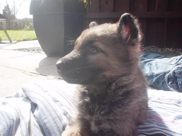 Schæferhund allibinas fancy billede 4