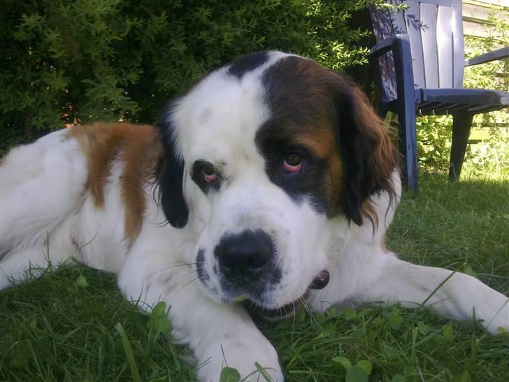 Blanding af racer Odin (Himmelhund) - Charmetrold billede 1