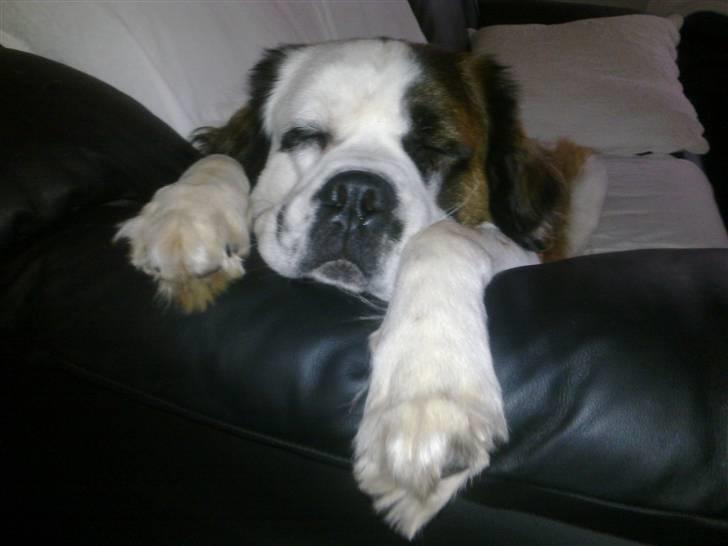 Blanding af racer Odin (Himmelhund) - Sofahygge billede 2