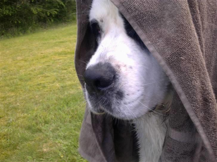 Blanding af racer Odin (Himmelhund) - Odin undercover. billede 3