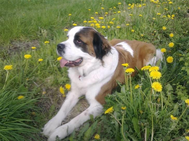 Blanding af racer Odin (Himmelhund) billede 4