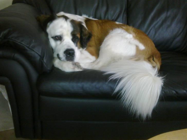 Blanding af racer Odin (Himmelhund) - Jeg kan lige akkurat være på 1 hynde. billede 5