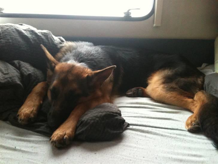 Schæferhund Kato billede 5