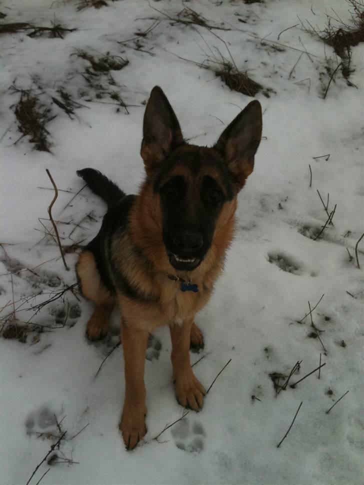 Schæferhund Kato billede 7