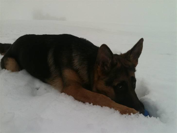 Schæferhund Kato billede 8