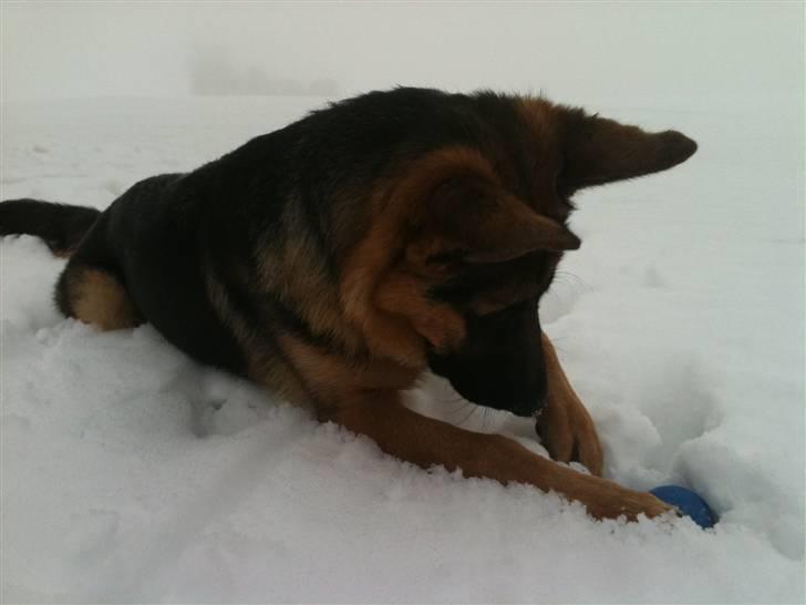 Schæferhund Kato billede 9