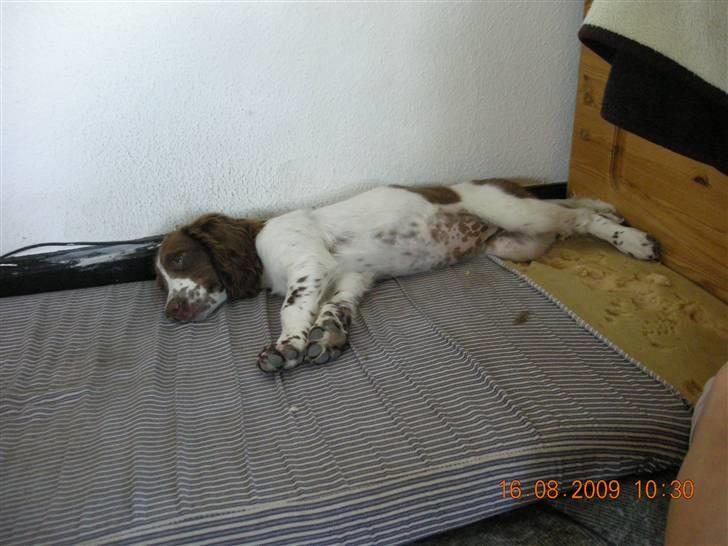 Field Trial spaniel Bine - bine som hvalp er gået helt omkuld billede 3