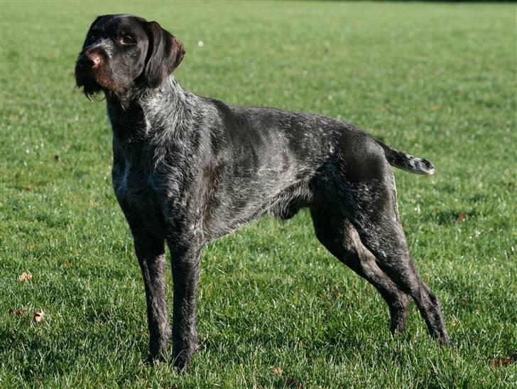 Ruhåret hønsehund Lille Skovbo´s AD Hunter billede 1