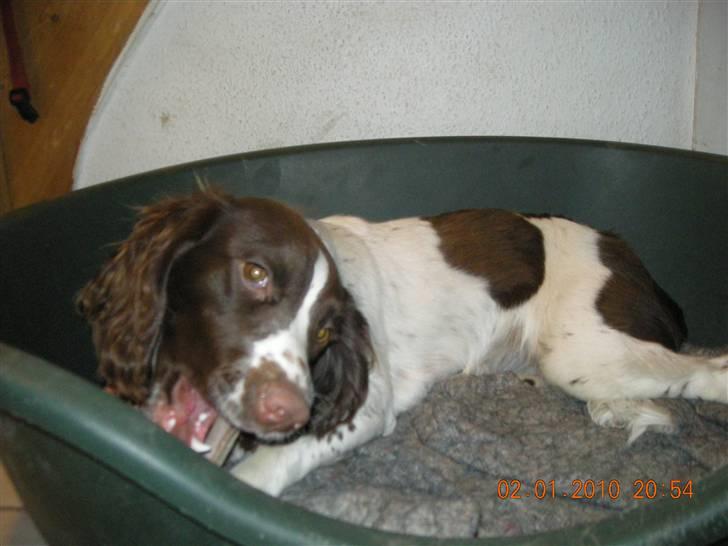 Field Trial spaniel Bine - har lige fundet sig et kødben og kan nyde det alene i fred :) billede 4