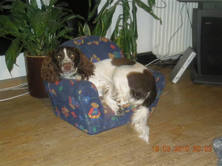 Field Trial spaniel Bine - mon ik jeg lige kan låne pigernes stol det opdager de nok ikke :) billede 5