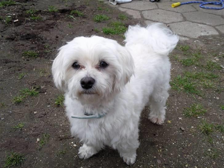 Malteser Picasso billede 14