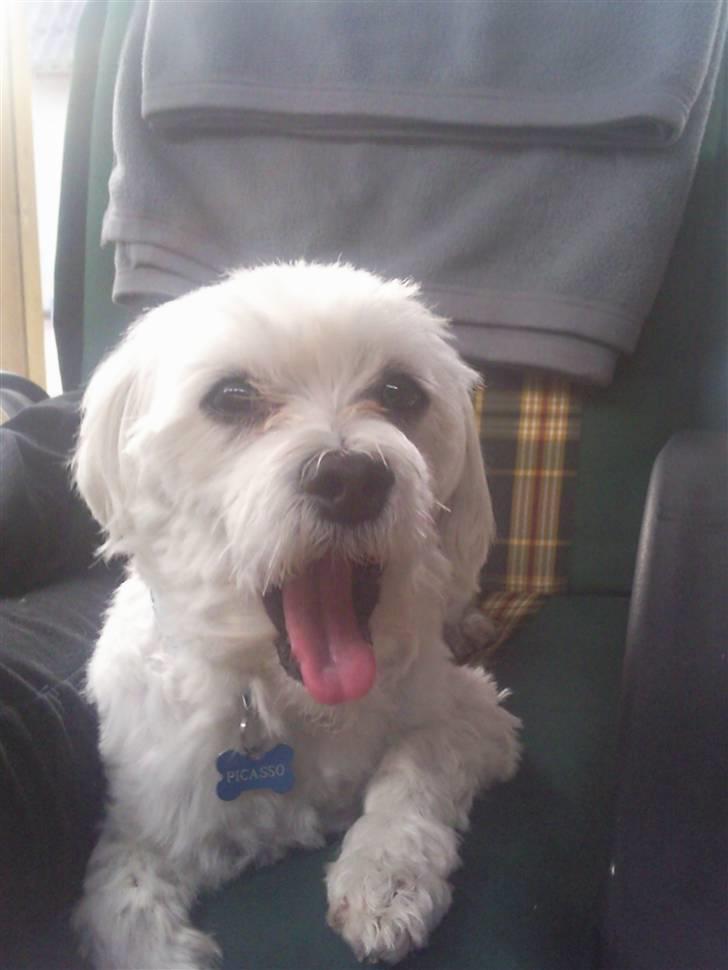 Malteser Picasso billede 15