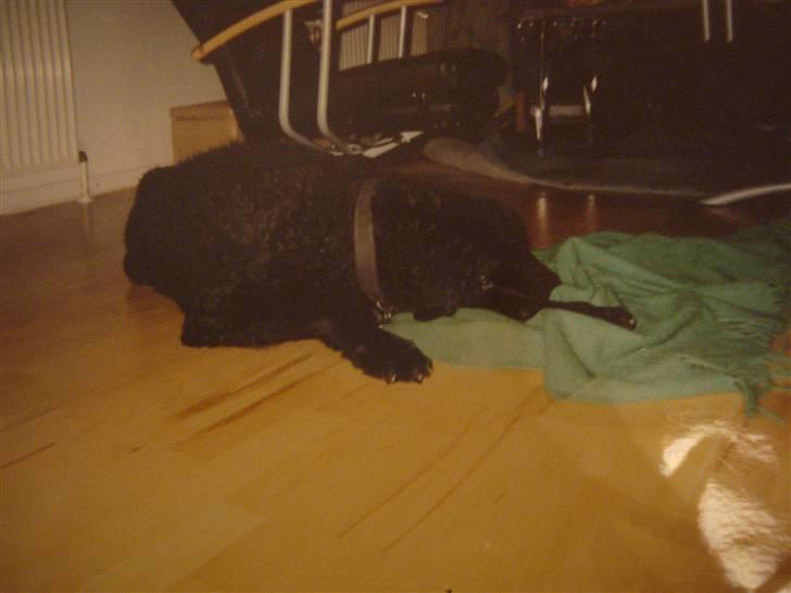 Curly coated retriever Tavi (RIP)  billede 1