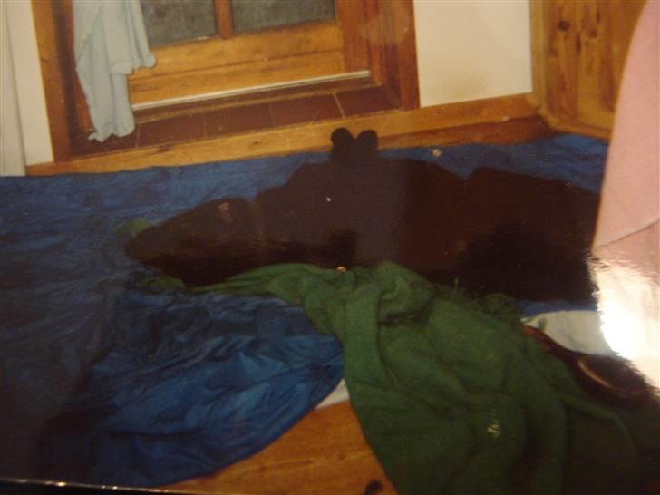 Curly coated retriever Tavi (RIP)  billede 2