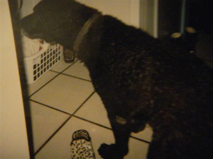 Curly coated retriever Tavi (RIP)  billede 3