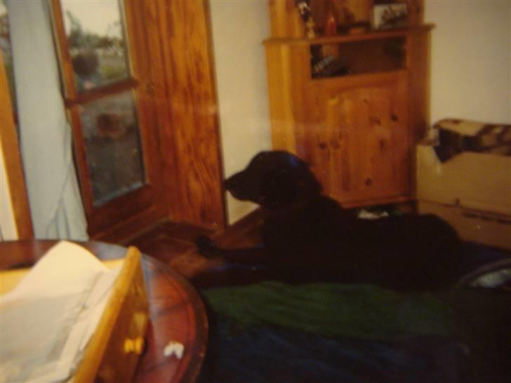 Curly coated retriever Tavi (RIP)  billede 4