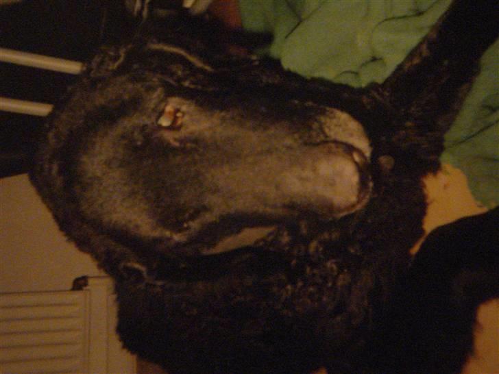 Curly coated retriever Tavi (RIP)  - Tavi:)  Undskyld at billedet vender forkert. billede 5