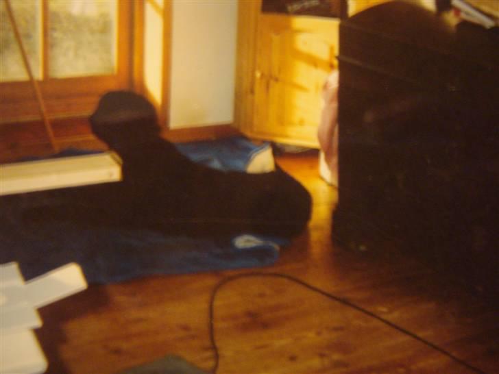 Curly coated retriever Tavi (RIP)  billede 6