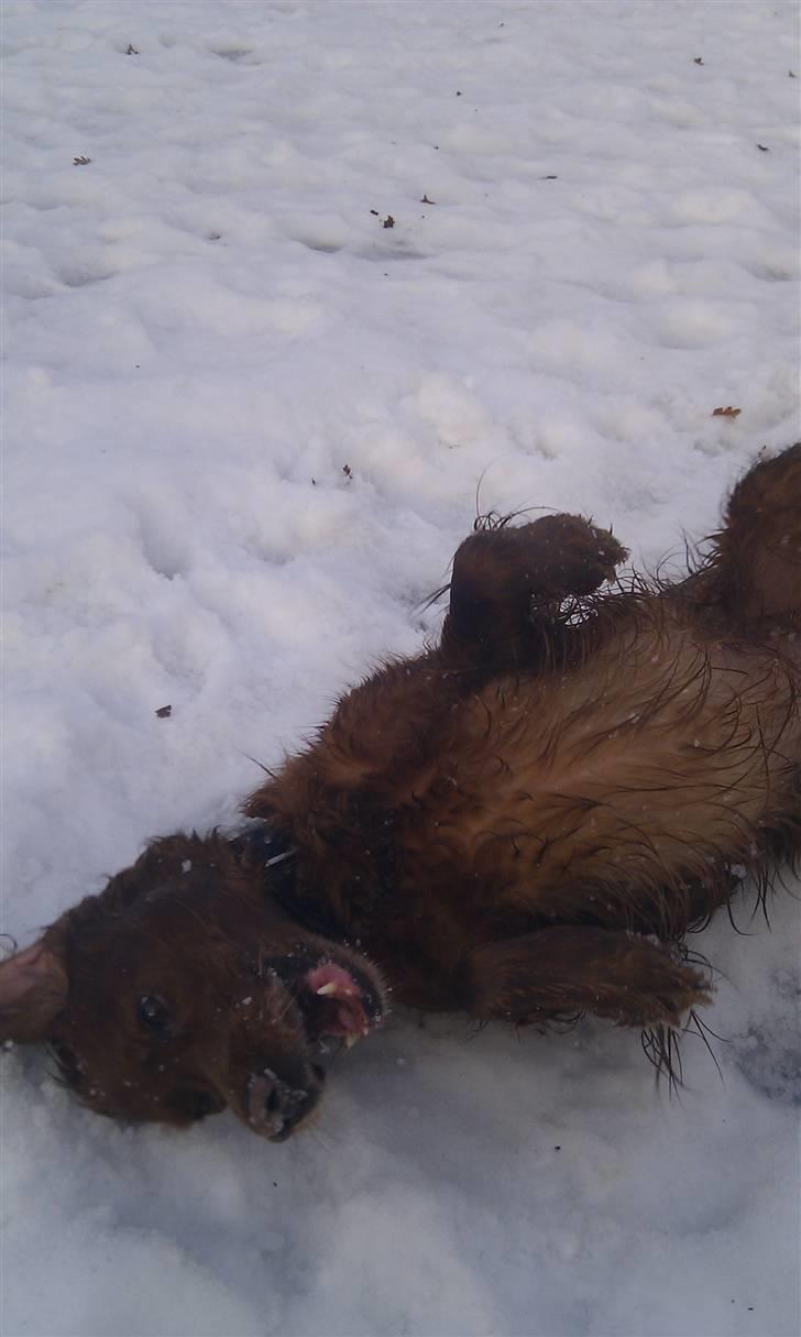 Irsk setter Amy (Lille My) billede 13